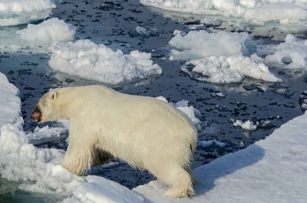 Oso Polar - islas Svalbard - Noruega 08.jpg